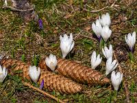 Krokusblüten und Tannenzapfen